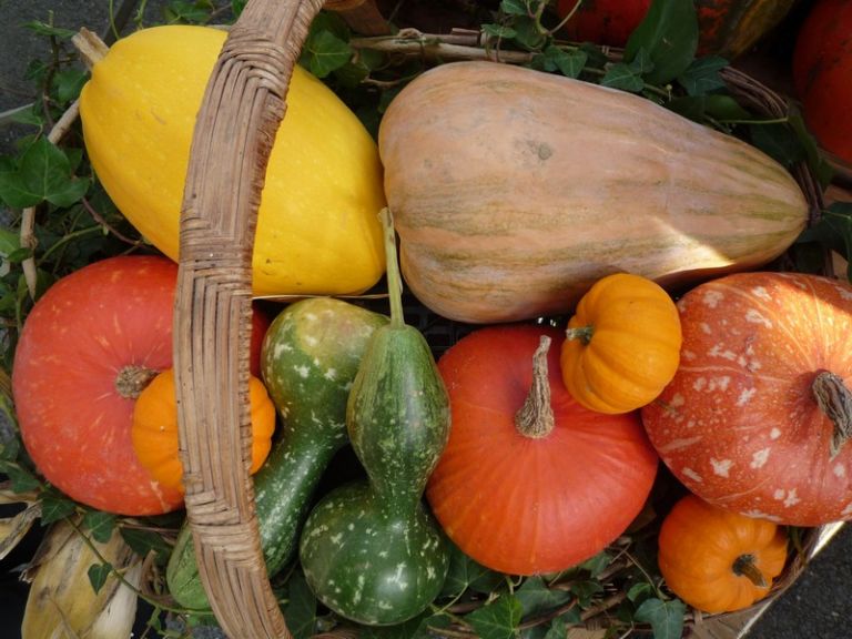 panier bio jardins du verdier